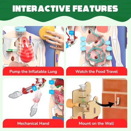 Smartivity – Interactive Human Body - Nest and Sprout - Smartivity